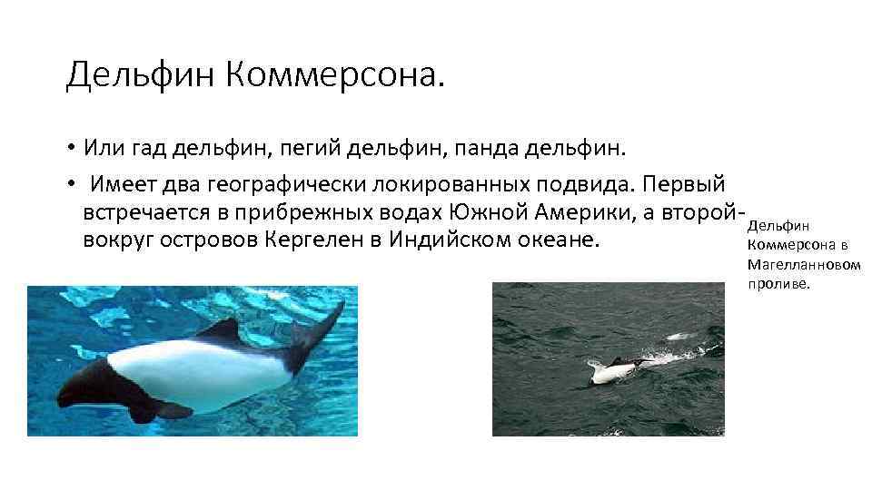 Дельфин Коммерсона.  • Или гад дельфин, пегий дельфин, панда дельфин.  • 