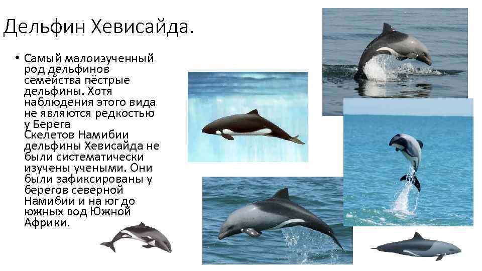 Дельфин Хевисайда.  • Самый малоизученный род дельфинов семейства пёстрые дельфины. Хотя наблюдения этого