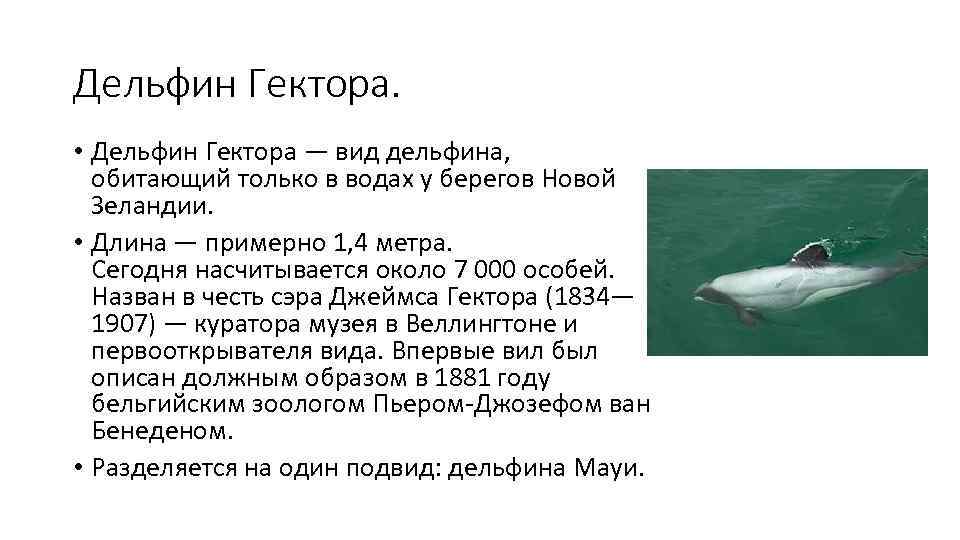 Дельфин Гектора.  • Дельфин Гектора — вид дельфина, обитающий только в водах у