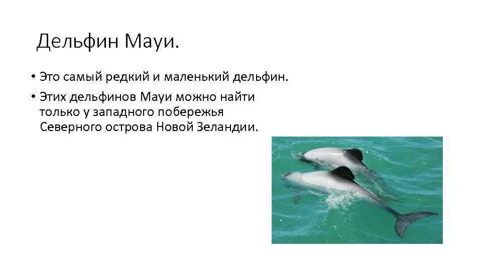 Дельфин Мауи.  • Это самый редкий и маленький дельфин.  • Этих дельфинов