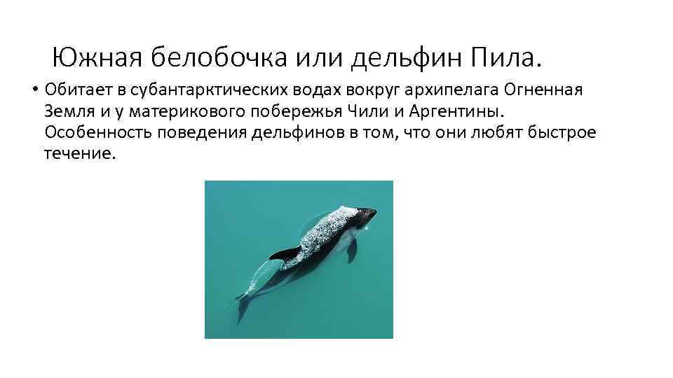  Южная белобочка или дельфин Пила.  • Обитает в субантарктических водах вокруг архипелага