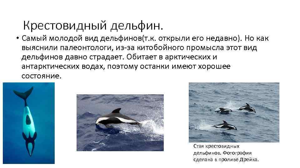  Крестовидный дельфин.  • Самый молодой вид дельфинов(т. к. открыли его недавно). Но