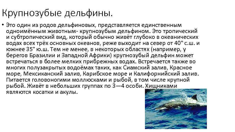 Крупнозубые дельфины.  • Это один из родов дельфиновых, представляется единственным  одноимённым животным-