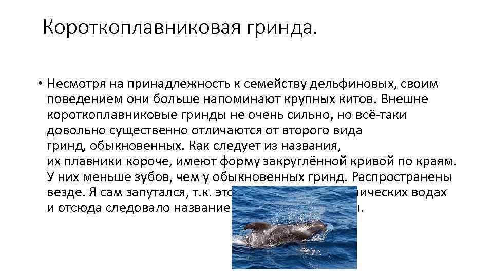 Короткоплавниковая гринда.  • Несмотря на принадлежность к семейству дельфиновых, своим  поведением они