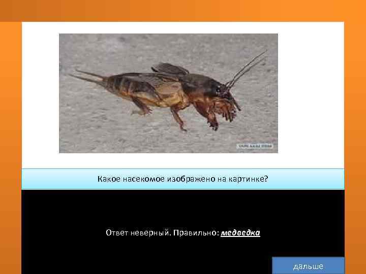   Какое насекомое изображено на картинке? медведка   Ответ неверный. Правильно: медведка