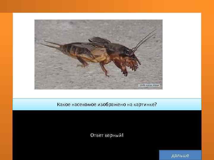 Какое насекомое изображено на картинке?    Ответ верный!    