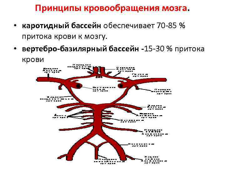 > Принципы кровообращения мозга.  • каротидный бассейн обеспечивает 70 -85 %  притока