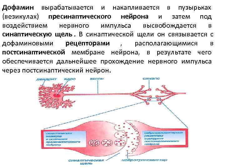 Дофамин вырабатывается и накапливается в пузырьках (везикулах) пресинаптического нейрона и затем под воздействием 