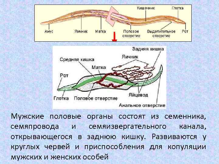 Мужские половые органы состоят из семенника, семяпровода и семяизвергательного канала, открывающегося в заднюю кишку.