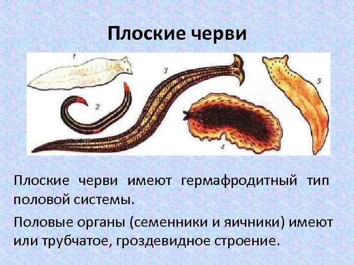   Плоские черви имеют гермафродитный тип половой системы. Половые органы (семенники и яичники)