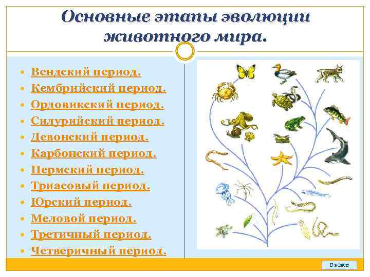  Основные этапы эволюции  животного мира. Вендский период.  Кембрийский период.  Ордовикский