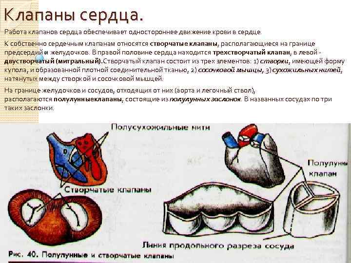 Клапаны сердца. Работа клапанов сердца обеспечивает одностороннее движение крови в сердце. К собственно сердечным