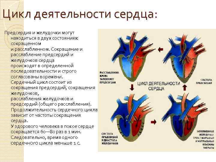 Цикл деятельности сердца: Предсердия и желудочки могут  находиться в двух состояниях: сокращенном 