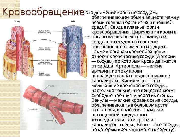 Стенки кровеносных. Движение стенок кровеносных сосудов это. Движение стенок кровеносных сосудов это учи. Стенки крупных кровеносных сосудов.