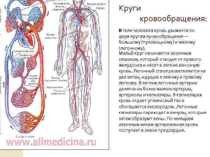 Круги    кровообращения: В теле человека кровь движется по двум кругам кровообращения