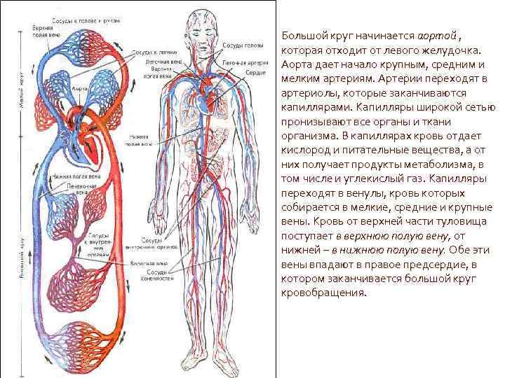 Большой круг начинается аортой ,  которая отходит от левого желудочка.  Аорта дает