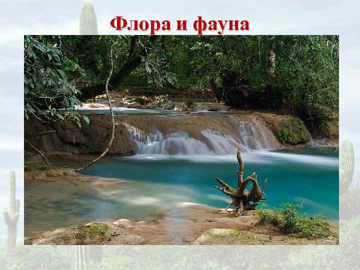 Флора и фауна 