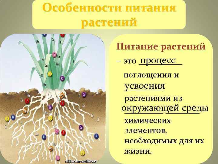 Особенности питания растений Питание растений процесс – это _____ Особенности питания растений Питание растений процесс – это _____