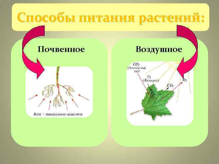 Способы питания растений: Почвенное Воздушное Способы питания растений: Почвенное Воздушное