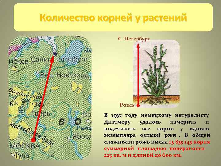 Объем корешка. Почвенное питание растений.