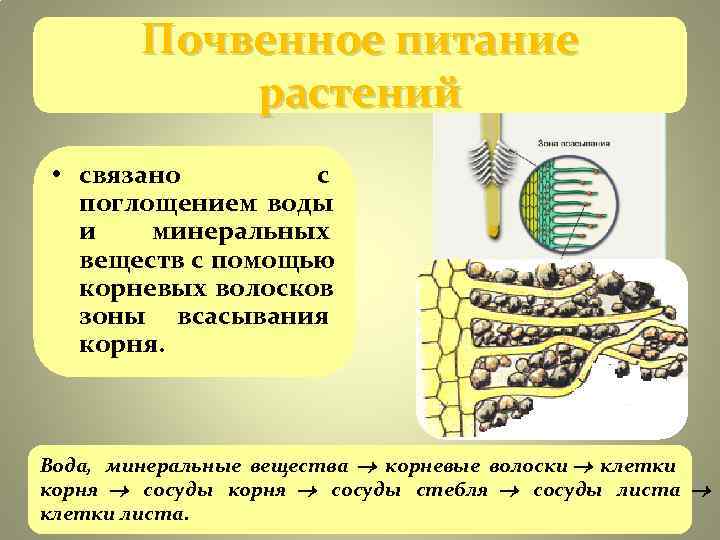Почвенное питание растений • связано с поглощением Почвенное питание растений • связано с поглощением