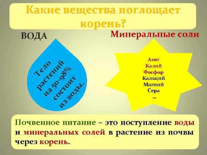 Какие вещества поглощает корень? ВОДА Минеральные соли из Какие вещества поглощает корень? ВОДА Минеральные соли из