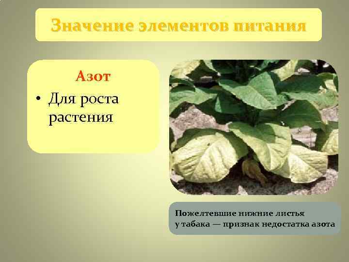 Значение элементов питания Азот • Для роста растения Значение элементов питания Азот • Для роста растения