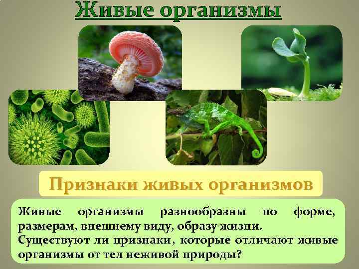 Живые организмы Признаки живых организмов Живые организмы разнообразны по Живые организмы Признаки живых организмов Живые организмы разнообразны по