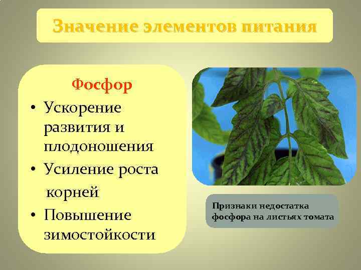 Значение элементов питания Фосфор • Ускорение развития и плодоношения Значение элементов питания Фосфор • Ускорение развития и плодоношения
