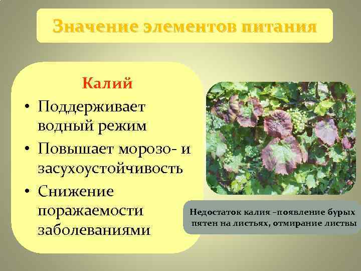 Значение элементов питания Калий • Поддерживает водный режим • Повышает Значение элементов питания Калий • Поддерживает водный режим • Повышает