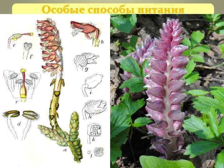 Особые способы питания растений Хищные растения вынуждены так питаться из-за Особые способы питания растений Хищные растения вынуждены так питаться из-за