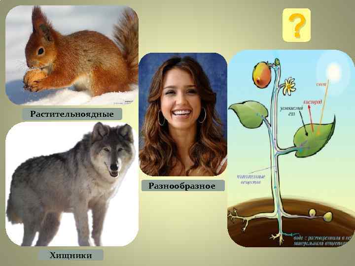 ? Растительноядные Разнообразное ? Растительноядные Разнообразное