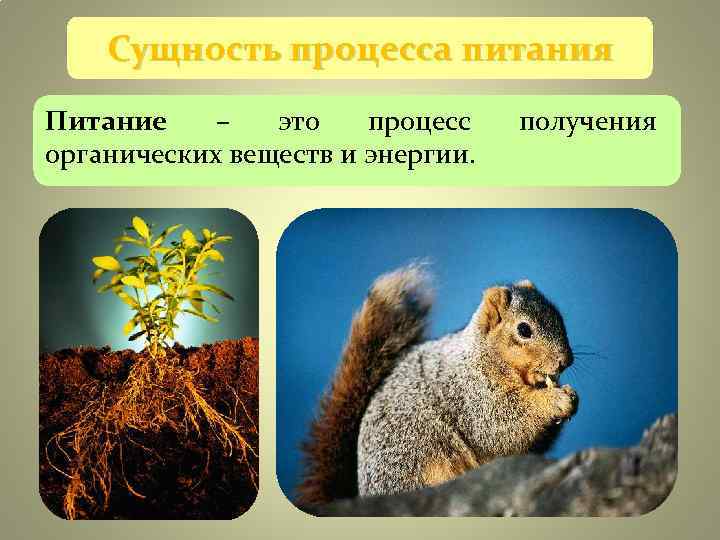 Сущность процесса питания Питание – это процесс получения Сущность процесса питания Питание – это процесс получения