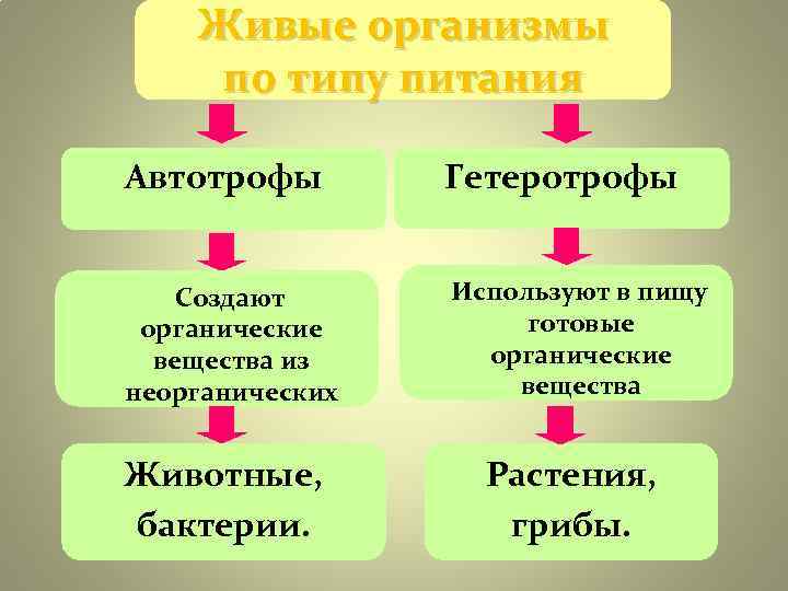 Живые организмы по типу питания Автотрофы Гетеротрофы Создают Используют в Живые организмы по типу питания Автотрофы Гетеротрофы Создают Используют в
