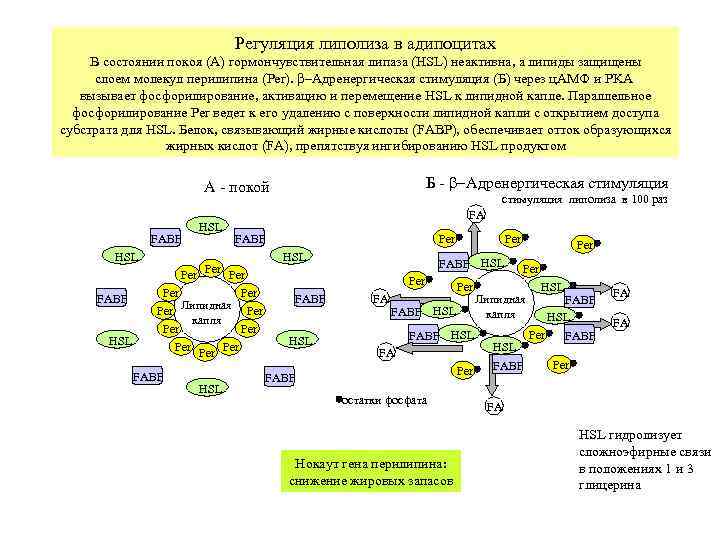      Регуляция липолиза в адипоцитах В состоянии покоя (А) гормончувствительная