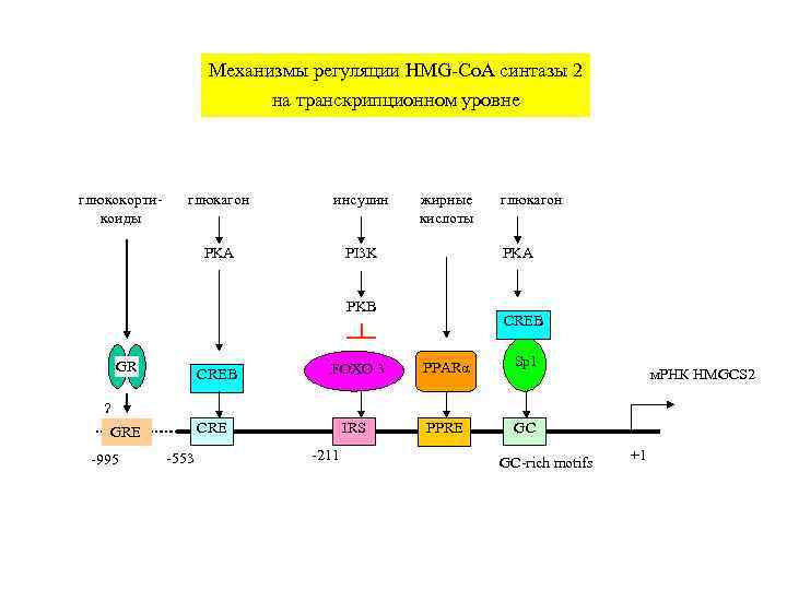      Механизмы регуляции HMG-Co. A синтазы 2   