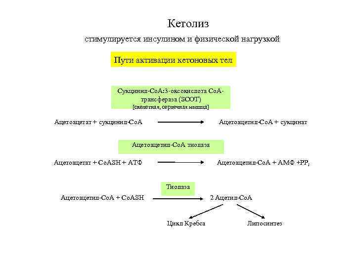 Схема обмена кетоновых тел