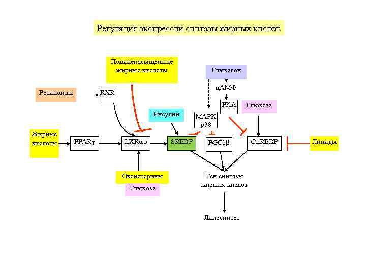      Регуляция экспрессии синтазы жирных кислот    