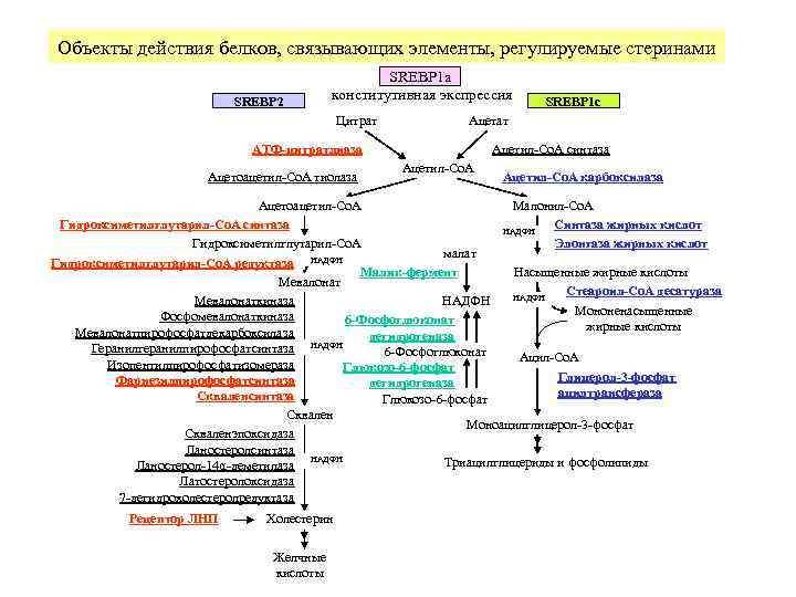 Регулирующее действие