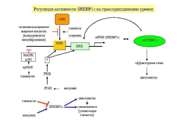    Регуляция активности SREBP 1 c на транскрипционном уровне   