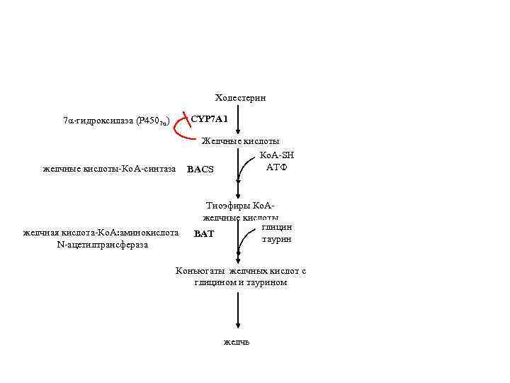        Холестерин   7α-гидроксилаза (P 4507α) CYP