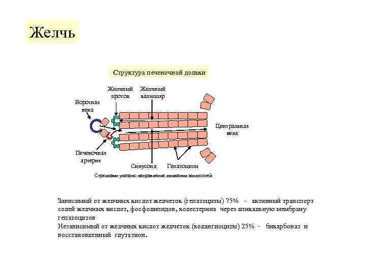 Желчь    Структура печеночной дольки    Желчный   