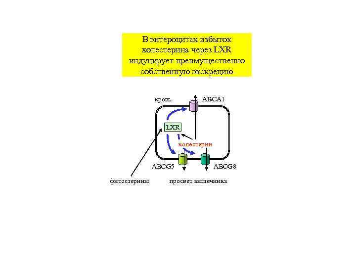   В энтероцитах избыток   холестерина через LXR индуцирует преимущественно  собственную
