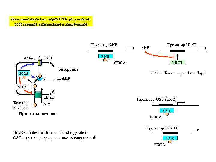 Энтерогепатическая регуляция желчных кислот схема по биохимии