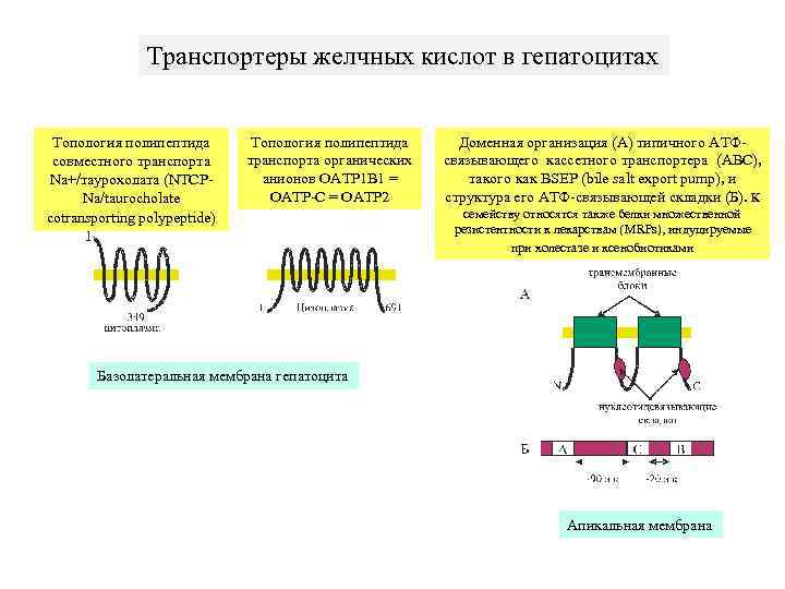     Транспортеры желчных кислот в гепатоцитах  Топология полипептида Доменная организация