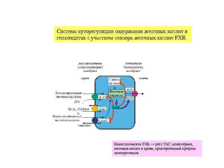 Система ауторегуляции содержания желчных кислот в гепатоцитах с участием сенсора желчных кислот FXR 