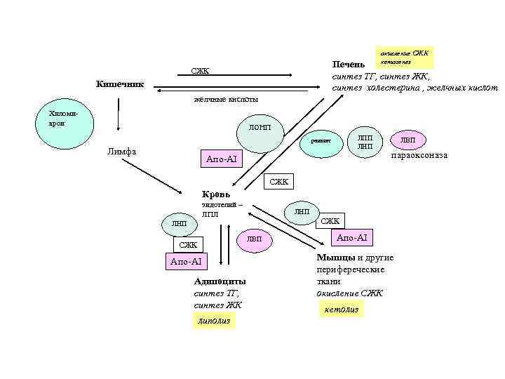        окисление СЖК     