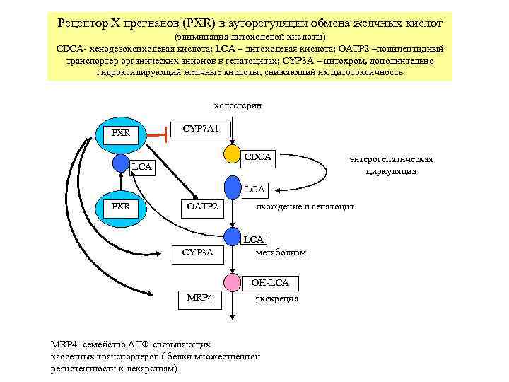  Рецептор X прегнанов (PXR) в ауторегуляции обмена желчных кислот    