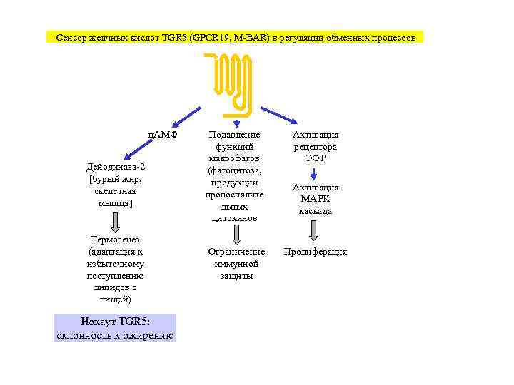 Сенсор желчных кислот TGR 5 (GPCR 19, M-BAR) в регуляции обменных процессов  