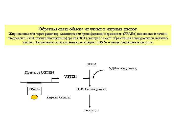    Обратная связь обмена желчных и жирных кислот.  Жирные кислоты через